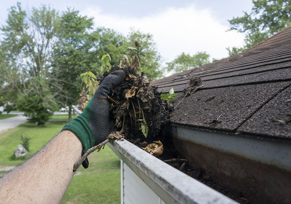 Cleaning gutters filled with leaves and sticks.